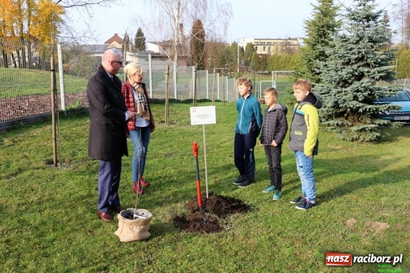 Zdjęcie w galerii na portalu naszraciborz.pl: Gmina Kornowac. Cztery klony na stulecie Niepodległości wiadomości z regionu