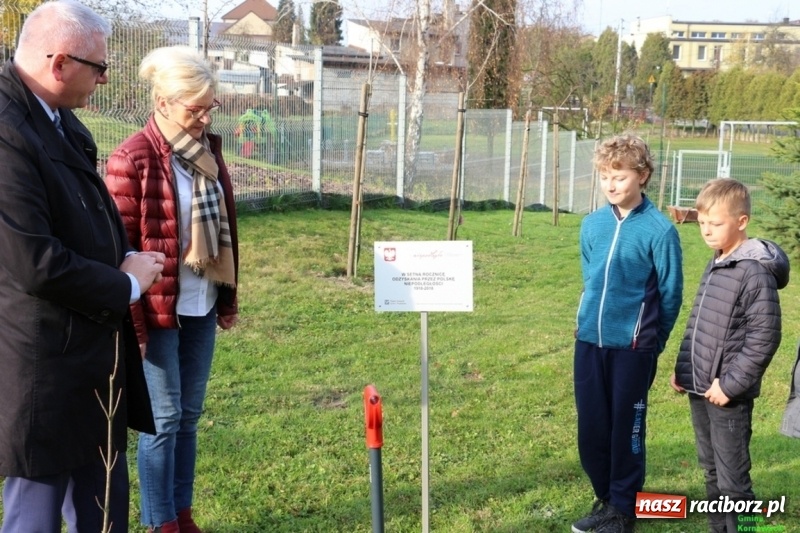 Zdjęcie w galerii na portalu naszraciborz.pl: Gmina Kornowac. Cztery klony na stulecie Niepodległości wiadomości z regionu