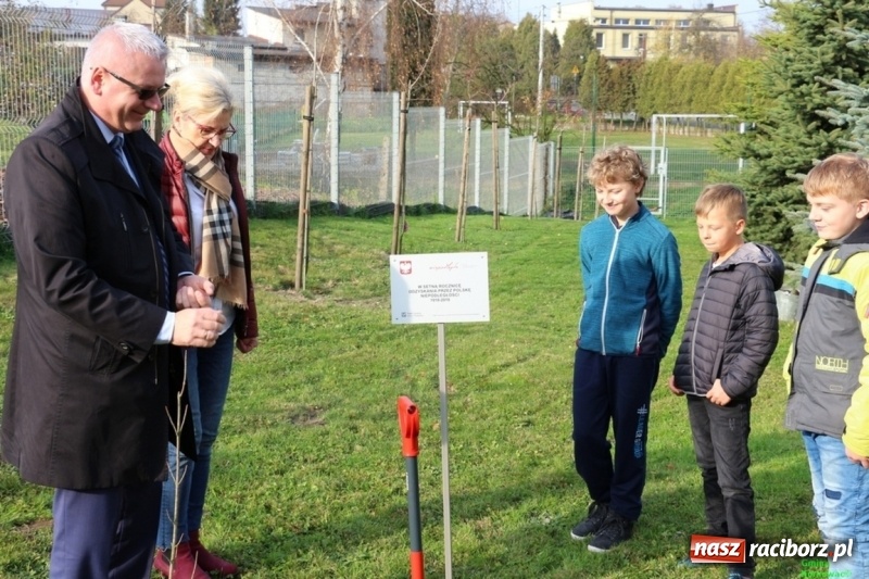 Zdjęcie w galerii na portalu naszraciborz.pl: Gmina Kornowac. Cztery klony na stulecie Niepodległości wiadomości z regionu