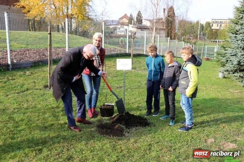 Zdjęcie w galerii na portalu naszraciborz.pl: Gmina Kornowac. Cztery klony na stulecie Niepodległości wiadomości z regionu
