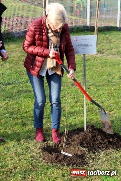 Zdjęcie w galerii na portalu naszraciborz.pl: Gmina Kornowac. Cztery klony na stulecie Niepodległości wiadomości z regionu