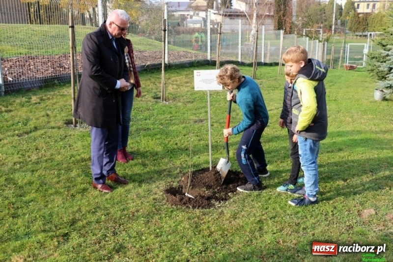 Zdjęcie w galerii na portalu naszraciborz.pl: Gmina Kornowac. Cztery klony na stulecie Niepodległości wiadomości z regionu