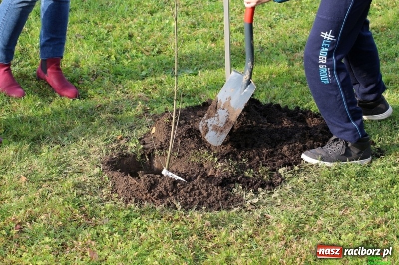 Zdjęcie w galerii na portalu naszraciborz.pl: Gmina Kornowac. Cztery klony na stulecie Niepodległości wiadomości z regionu