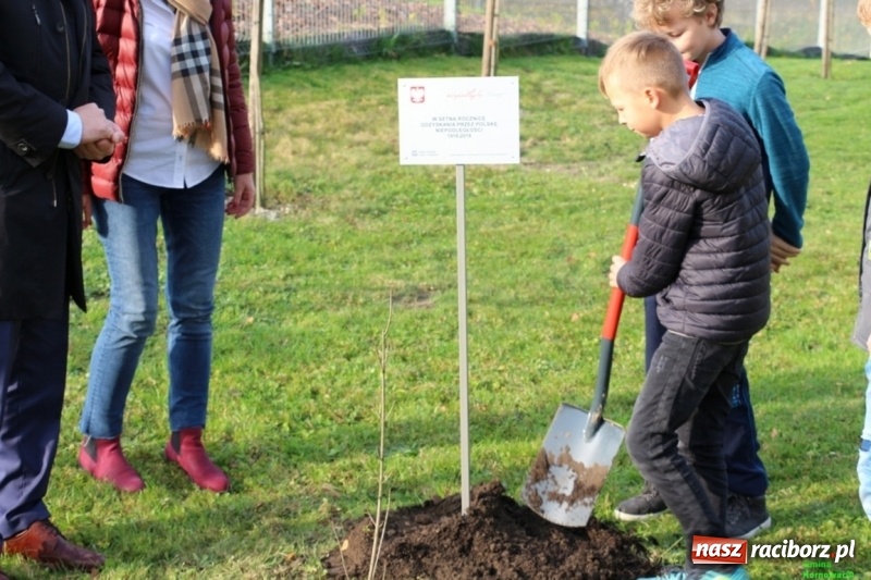 Zdjęcie w galerii na portalu naszraciborz.pl: Gmina Kornowac. Cztery klony na stulecie Niepodległości wiadomości z regionu