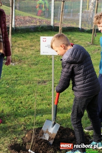 Zdjęcie w galerii na portalu naszraciborz.pl: Gmina Kornowac. Cztery klony na stulecie Niepodległości wiadomości z regionu