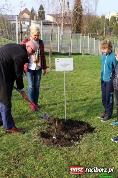 Zdjęcie w galerii na portalu naszraciborz.pl: Gmina Kornowac. Cztery klony na stulecie Niepodległości wiadomości z regionu