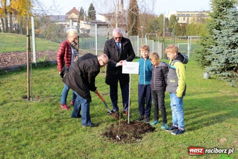 Zdjęcie w galerii na portalu naszraciborz.pl: Gmina Kornowac. Cztery klony na stulecie Niepodległości wiadomości z regionu