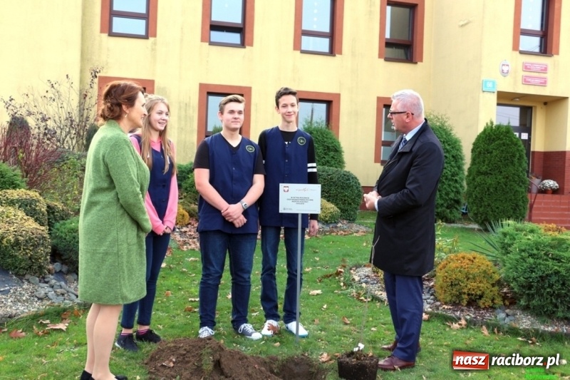 Zdjęcie w galerii na portalu naszraciborz.pl: Gmina Kornowac. Cztery klony na stulecie Niepodległości wiadomości z regionu