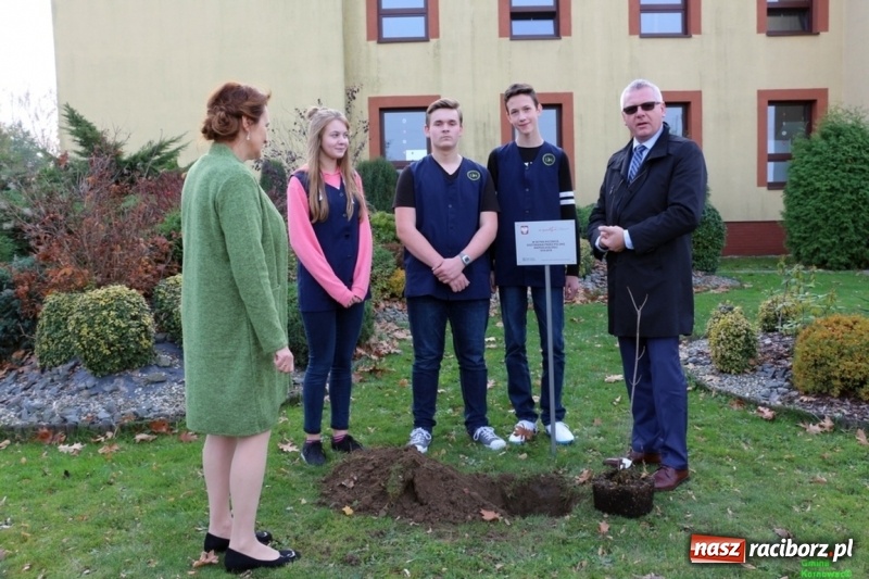 Zdjęcie w galerii na portalu naszraciborz.pl: Gmina Kornowac. Cztery klony na stulecie Niepodległości wiadomości z regionu