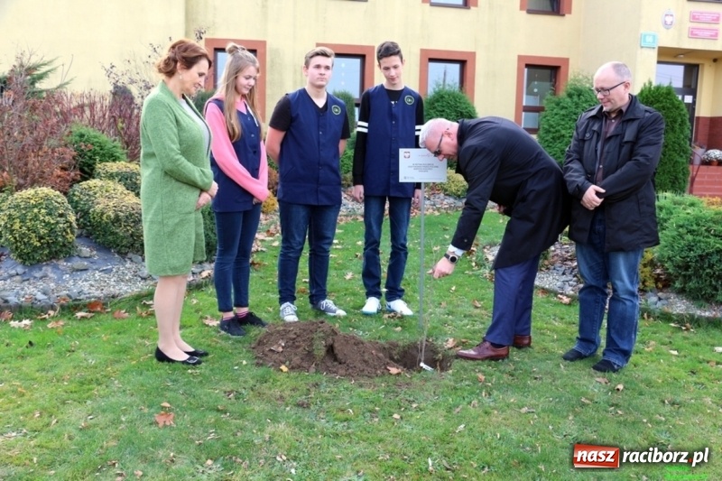 Zdjęcie w galerii na portalu naszraciborz.pl: Gmina Kornowac. Cztery klony na stulecie Niepodległości wiadomości z regionu