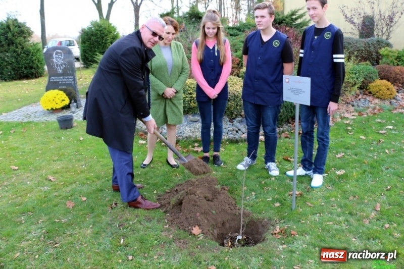 Zdjęcie w galerii na portalu naszraciborz.pl: Gmina Kornowac. Cztery klony na stulecie Niepodległości wiadomości z regionu