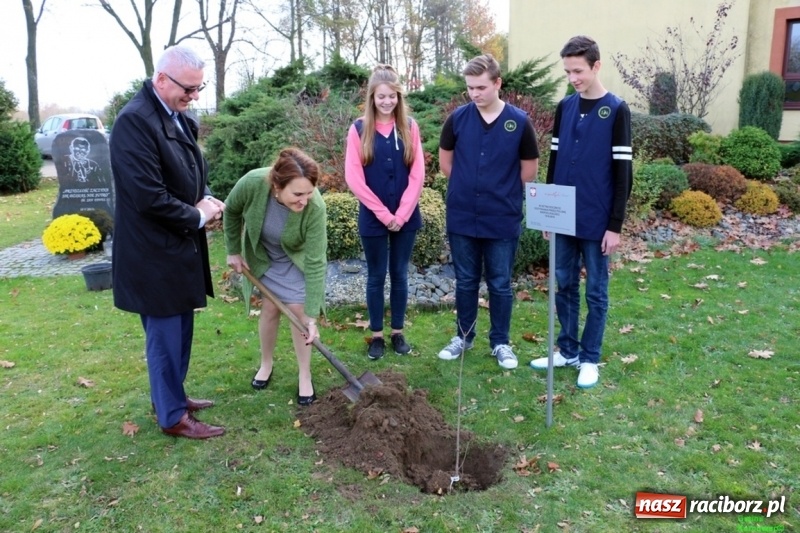 Zdjęcie w galerii na portalu naszraciborz.pl: Gmina Kornowac. Cztery klony na stulecie Niepodległości wiadomości z regionu