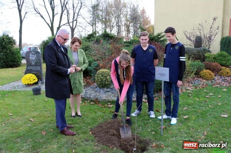 Zdjęcie w galerii na portalu naszraciborz.pl: Gmina Kornowac. Cztery klony na stulecie Niepodległości wiadomości z regionu