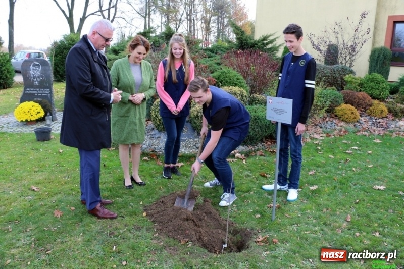 Zdjęcie w galerii na portalu naszraciborz.pl: Gmina Kornowac. Cztery klony na stulecie Niepodległości wiadomości z regionu
