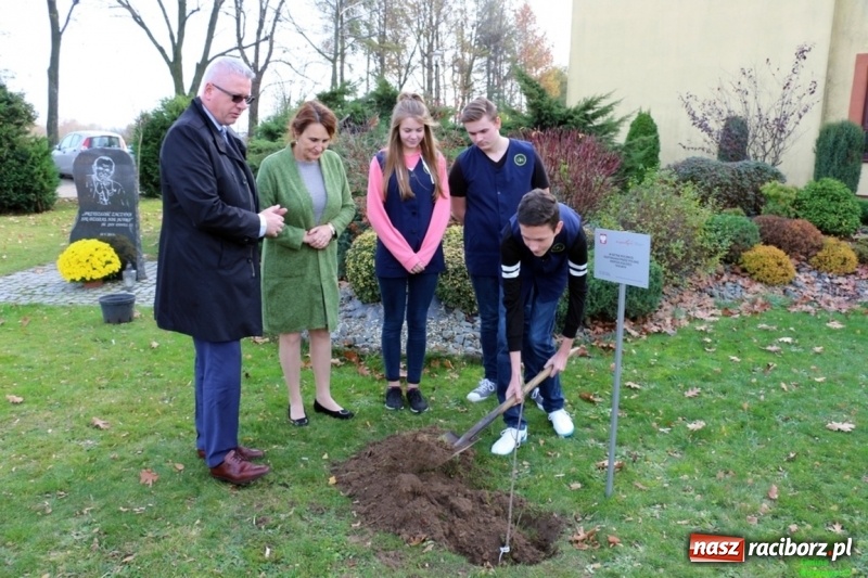 Zdjęcie w galerii na portalu naszraciborz.pl: Gmina Kornowac. Cztery klony na stulecie Niepodległości wiadomości z regionu