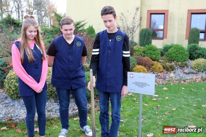 Zdjęcie w galerii na portalu naszraciborz.pl: Gmina Kornowac. Cztery klony na stulecie Niepodległości wiadomości z regionu