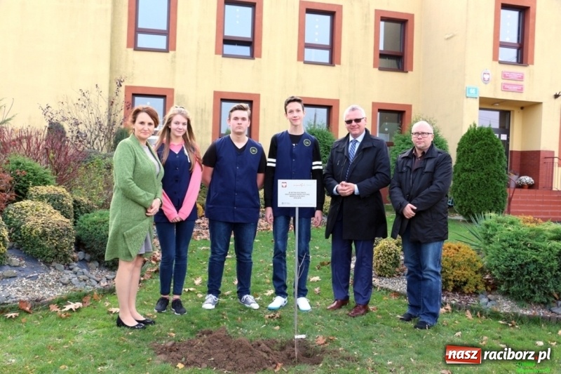 Zdjęcie w galerii na portalu naszraciborz.pl: Gmina Kornowac. Cztery klony na stulecie Niepodległości wiadomości z regionu