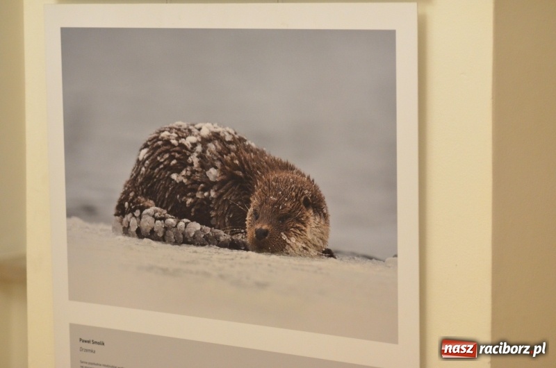 Zdjęcie w galerii na portalu naszraciborz.pl: Żywy album przyrody. Górna Odra może zachwycić  wiadomości z regionu