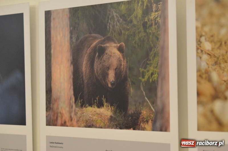 Zdjęcie w galerii na portalu naszraciborz.pl: Żywy album przyrody. Górna Odra może zachwycić  wiadomości z regionu