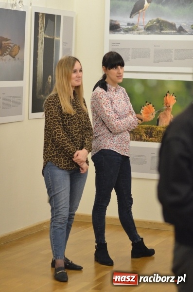 Zdjęcie w galerii na portalu naszraciborz.pl: Żywy album przyrody. Górna Odra może zachwycić  wiadomości z regionu