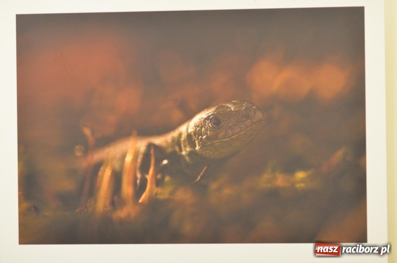 Zdjęcie w galerii na portalu naszraciborz.pl: Żywy album przyrody. Górna Odra może zachwycić  wiadomości z regionu