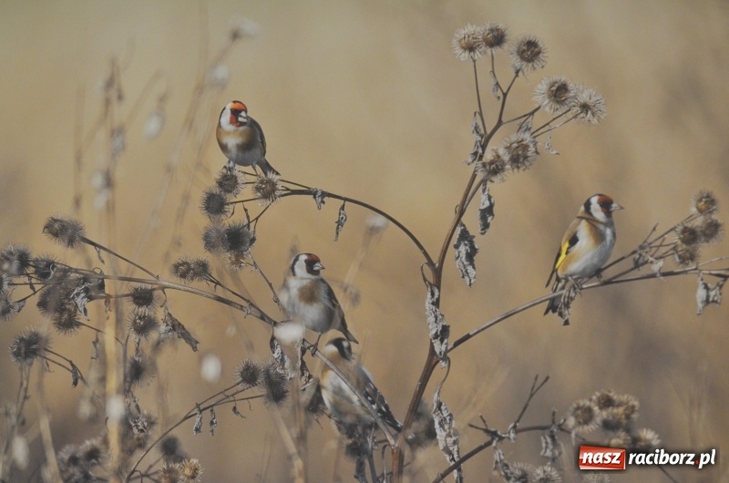Zdjęcie w galerii na portalu naszraciborz.pl: Żywy album przyrody. Górna Odra może zachwycić  wiadomości z regionu