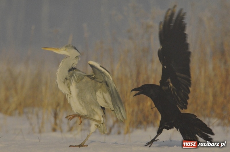 Zdjęcie w galerii na portalu naszraciborz.pl: Żywy album przyrody. Górna Odra może zachwycić  wiadomości z regionu