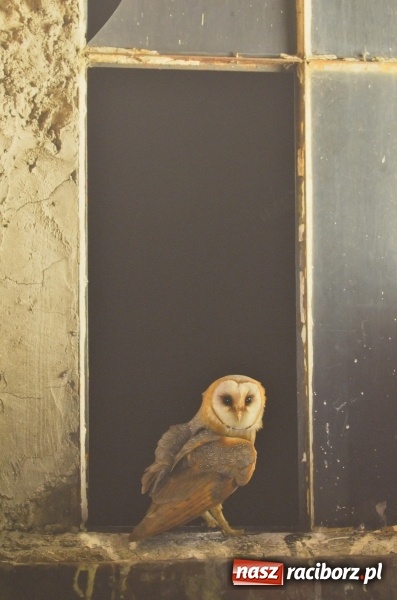 Zdjęcie w galerii na portalu naszraciborz.pl: Żywy album przyrody. Górna Odra może zachwycić  wiadomości z regionu