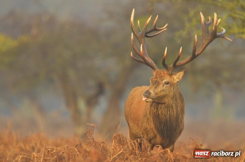 Zdjęcie w galerii na portalu naszraciborz.pl: Żywy album przyrody. Górna Odra może zachwycić  wiadomości z regionu