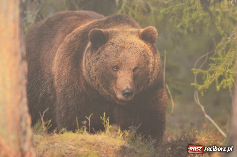 Zdjęcie w galerii na portalu naszraciborz.pl: Żywy album przyrody. Górna Odra może zachwycić  wiadomości z regionu