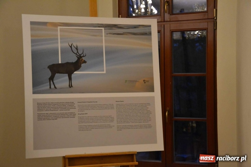 Zdjęcie w galerii na portalu naszraciborz.pl: Żywy album przyrody. Górna Odra może zachwycić  wiadomości z regionu
