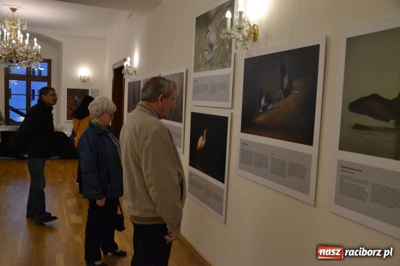 Zdjęcie w galerii na portalu naszraciborz.pl: Żywy album przyrody. Górna Odra może zachwycić  wiadomości z regionu