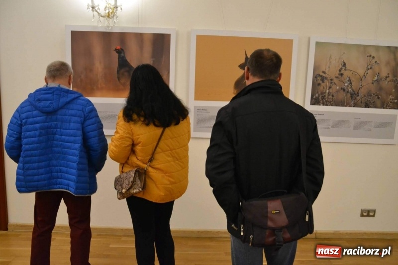 Zdjęcie w galerii na portalu naszraciborz.pl: Żywy album przyrody. Górna Odra może zachwycić  wiadomości z regionu
