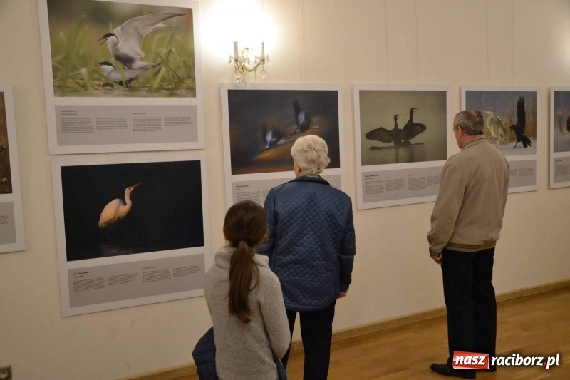 Zdjęcie w galerii na portalu naszraciborz.pl: Żywy album przyrody. Górna Odra może zachwycić  wiadomości z regionu