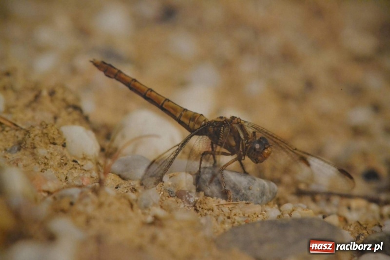 Zdjęcie w galerii na portalu naszraciborz.pl: Żywy album przyrody. Górna Odra może zachwycić  wiadomości z regionu