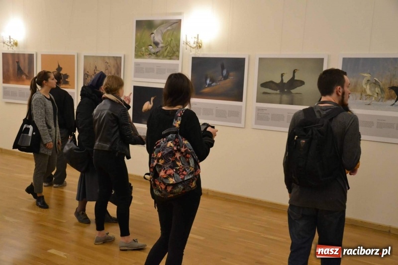 Zdjęcie w galerii na portalu naszraciborz.pl: Żywy album przyrody. Górna Odra może zachwycić  wiadomości z regionu
