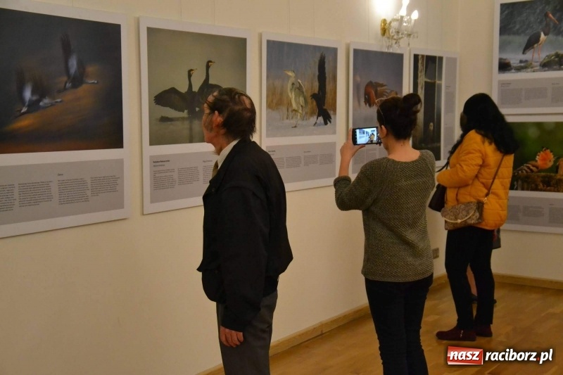 Zdjęcie w galerii na portalu naszraciborz.pl: Żywy album przyrody. Górna Odra może zachwycić  wiadomości z regionu