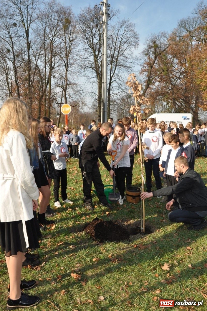 Zdjęcie w galerii na portalu naszraciborz.pl: W Rudach posadzili Dąb Niepodległości wiadomości z regionu