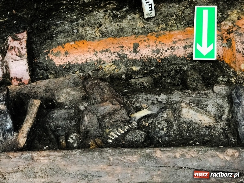 Zdjęcie w galerii na portalu naszraciborz.pl: Ulica Długa odkrywa swoje tajemnice  wiadomości z regionu