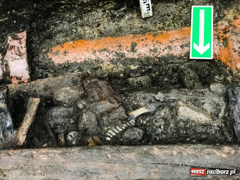 Zdjęcie w galerii na portalu naszraciborz.pl: Ulica Długa odkrywa swoje tajemnice  wiadomości z regionu