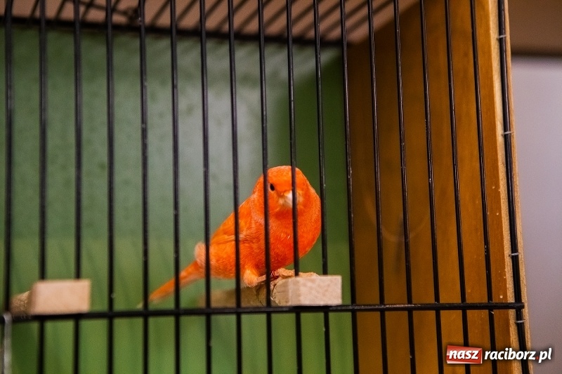 Zdjęcie w galerii na portalu naszraciborz.pl: Wystawa kanarków w byłym klubie Labirynt wiadomości z regionu