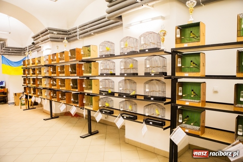 Zdjęcie w galerii na portalu naszraciborz.pl: Wystawa kanarków w byłym klubie Labirynt wiadomości z regionu