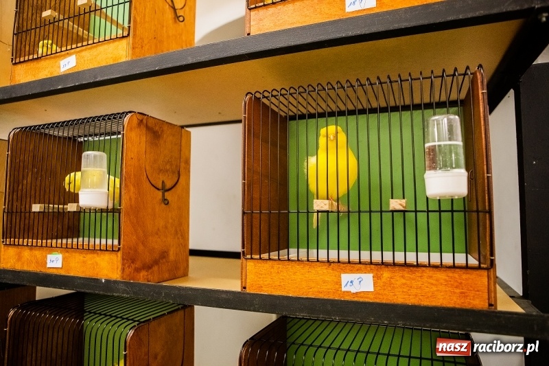 Zdjęcie w galerii na portalu naszraciborz.pl: Wystawa kanarków w byłym klubie Labirynt wiadomości z regionu