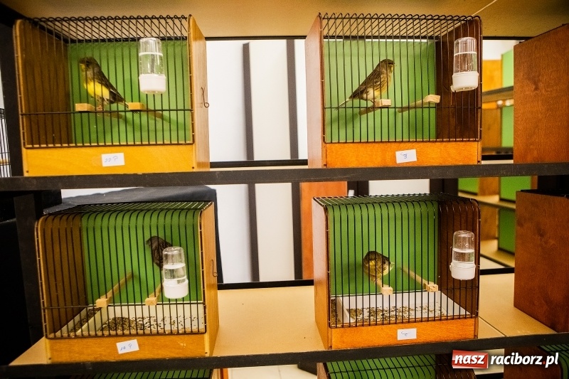Zdjęcie w galerii na portalu naszraciborz.pl: Wystawa kanarków w byłym klubie Labirynt wiadomości z regionu