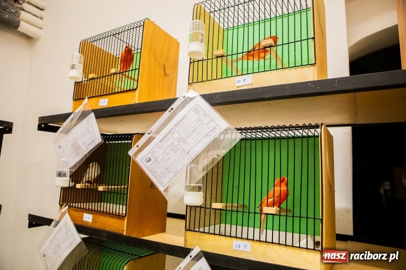 Zdjęcie w galerii na portalu naszraciborz.pl: Wystawa kanarków w byłym klubie Labirynt wiadomości z regionu