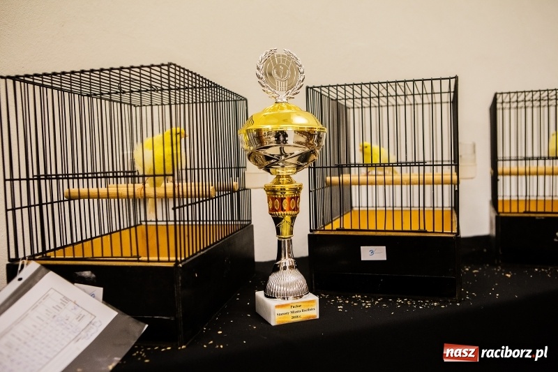 Zdjęcie w galerii na portalu naszraciborz.pl: Wystawa kanarków w byłym klubie Labirynt wiadomości z regionu