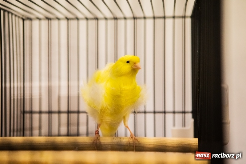 Zdjęcie w galerii na portalu naszraciborz.pl: Wystawa kanarków w byłym klubie Labirynt wiadomości z regionu