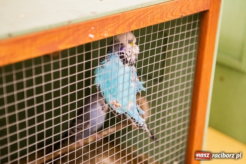 Zdjęcie w galerii na portalu naszraciborz.pl: Wystawa kanarków w byłym klubie Labirynt wiadomości z regionu