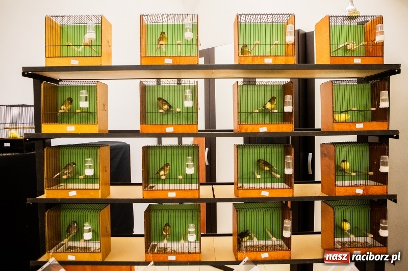 Zdjęcie w galerii na portalu naszraciborz.pl: Wystawa kanarków w byłym klubie Labirynt wiadomości z regionu