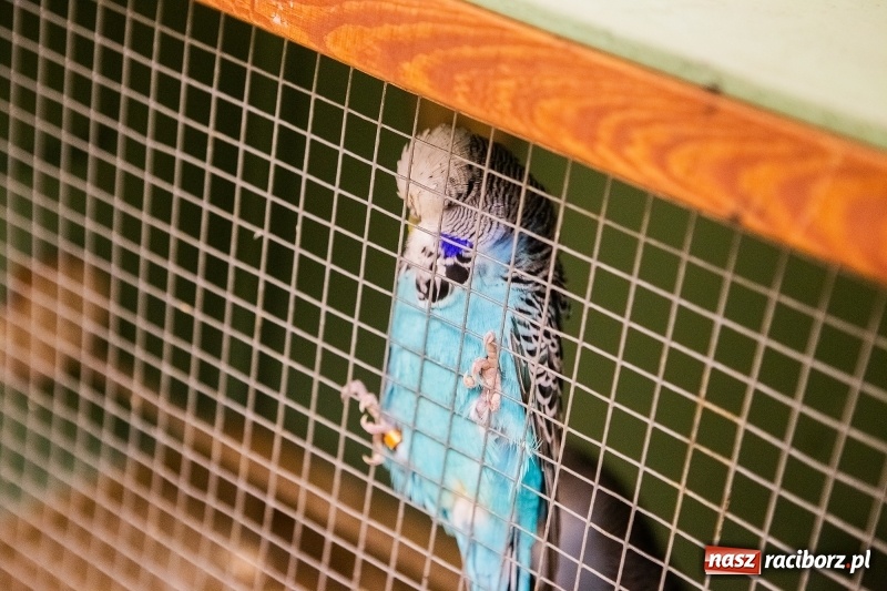 Zdjęcie w galerii na portalu naszraciborz.pl: Wystawa kanarków w byłym klubie Labirynt wiadomości z regionu